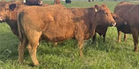 15 Reg. Red Angus Cows... E. Central OK