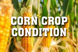 Corn Crop Condition as of 5/17/26