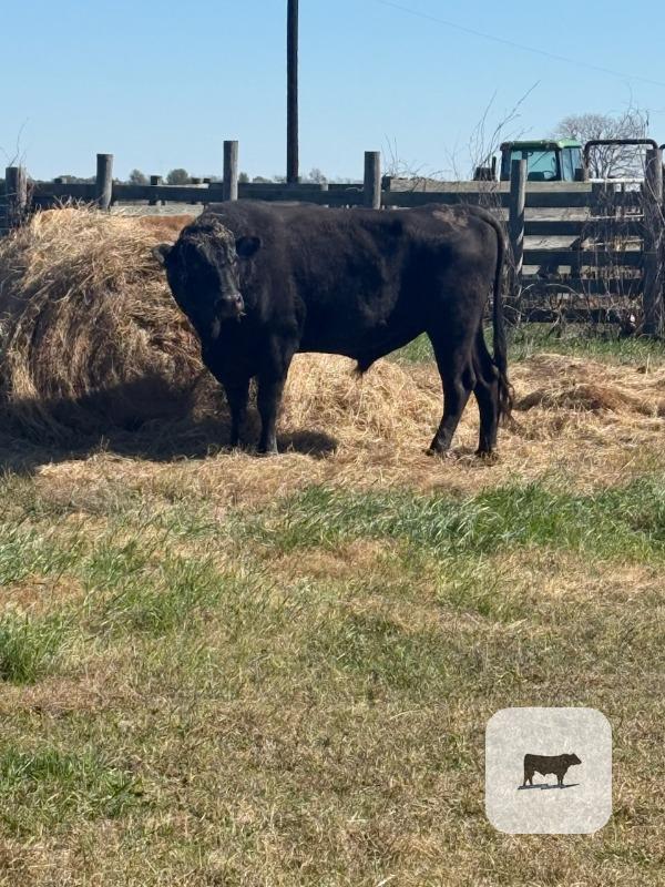 Cattle Range Listing Photo