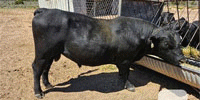 1 Reg. Angus Bull... Northeast AZ
