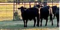 40 Angus/Brangus Bred Heifers... N. Central TX