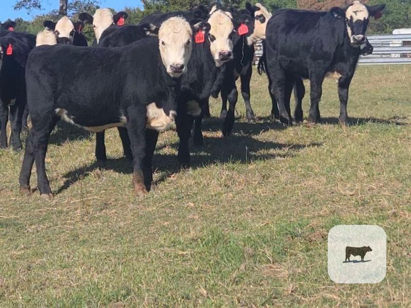 Cattle Range Listing Photo