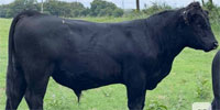 1 SimAngus Bull... North Central TX