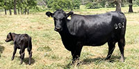 35 Angus & BWF Pairs... Southwest MO