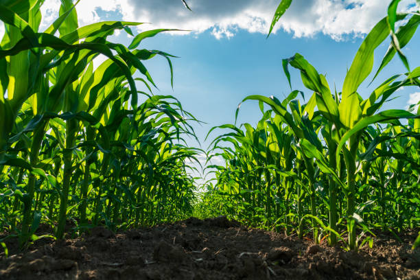 Corn Crop Condition as of 6/22/25
