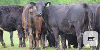 90 Angus & BWF Cows... E. Central OK