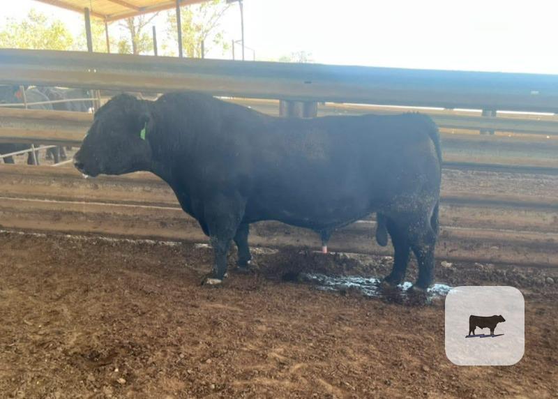 Cattle Range Listing Photo