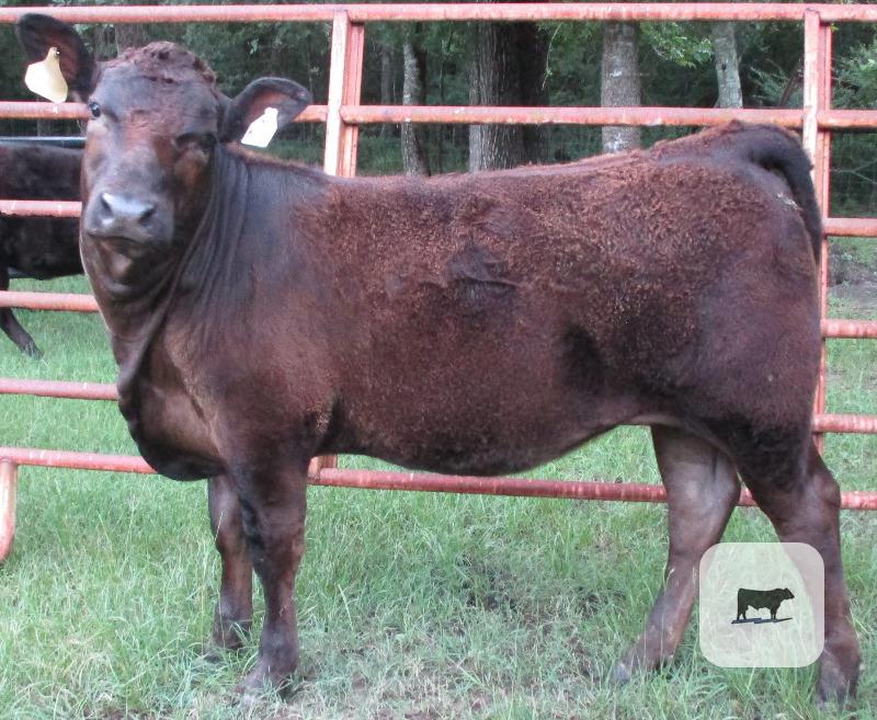 Cattle Range Listing Photo