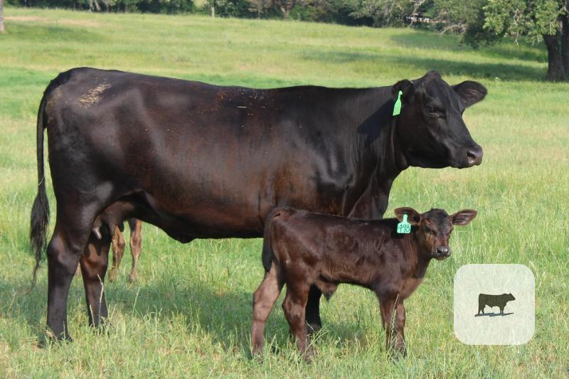 Cattle Range Listing Photo