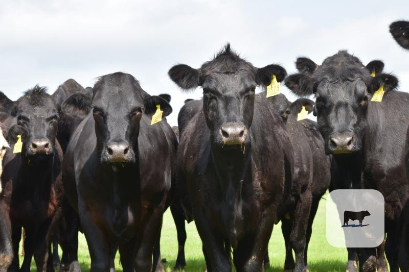 Cattle Range Listing Photo