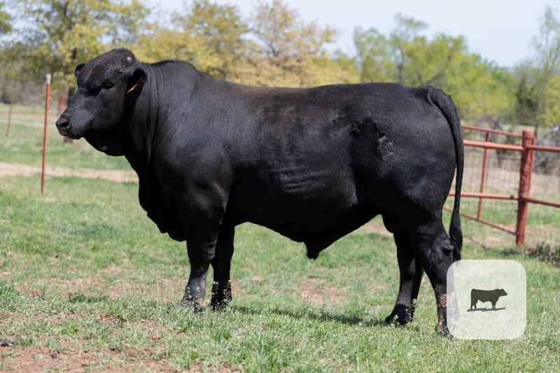 Cattle Range Listing Photo
