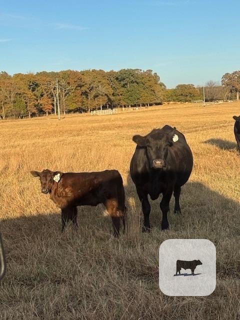 Cattle Range Listing Photo