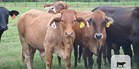 50 Brahman Cross Bred Heifers... Northwest GA