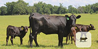 16 1st-Calf Angus Pairs... Central TX