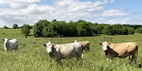 8 Charolais Cross Bred Heifers... Southwest MO