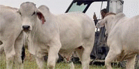 6 Reg. Brahman Yearling Bulls... Northwest AL