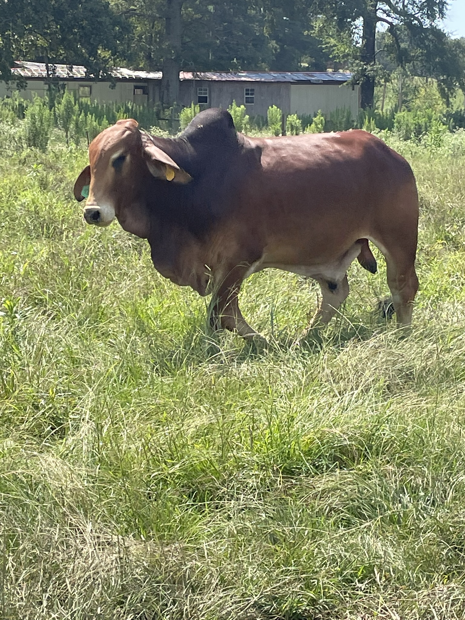 Cattle Range Listing Photo