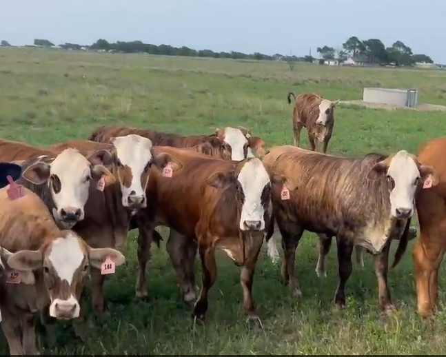 Cattle Range Listing Photo