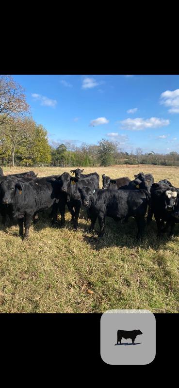 Cattle Range Listing Photo