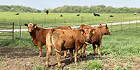 4 Red Angus & RWF Bred Heifers... Southwest MO