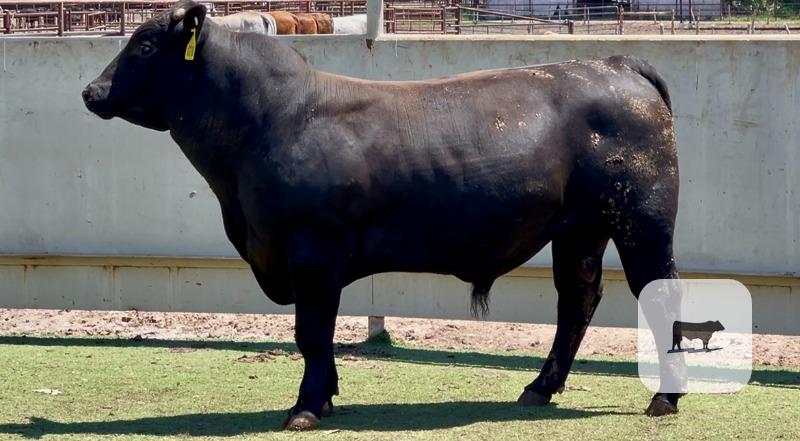 Cattle Range Listing Photo