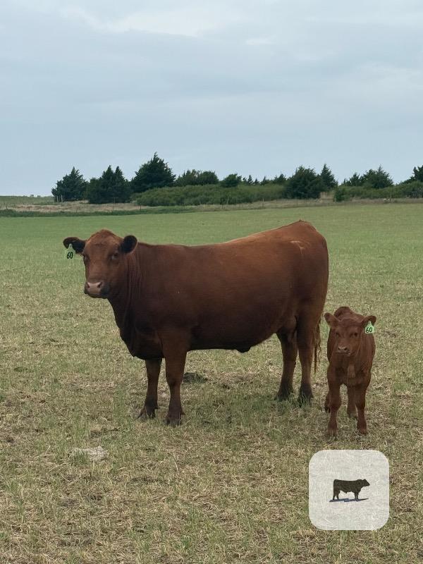 Cattle Range Listing Photo