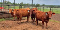 4 Red Angus Cows... Northeast TX