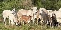 40 Brahman Cows & 20+ Calves... S. Central GA