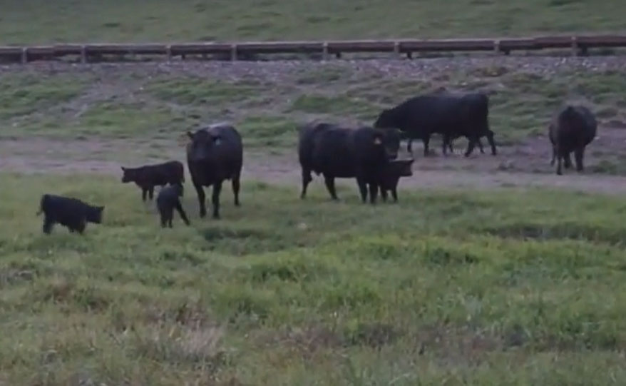 Cattle Range Listing Photo