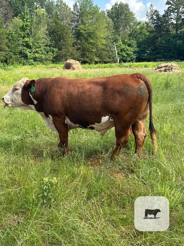 Cattle Range Listing Photo