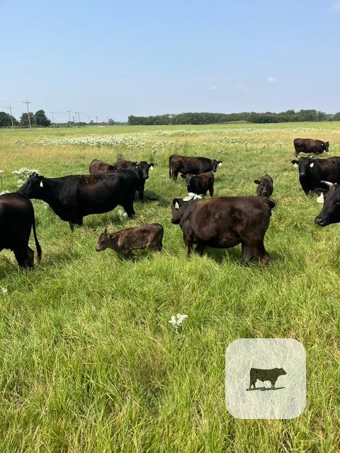 Cattle Range Listing Photo