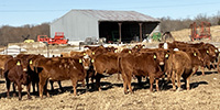 32 Red Angus, RWF & Charolais Cross Rep. Heifers... Southwest MO