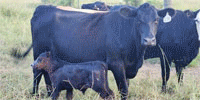 16 Angus, Angus Baldy & Charolais Pairs... Central AR