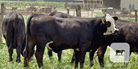 80 Brangus Baldy Rep. Heifers... Central TX