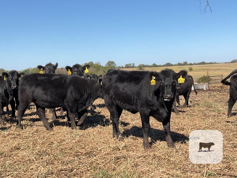 Cattle Range Listing Photo 5