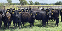 80 Angus & BWF Rep. Heifers... Southwest MO