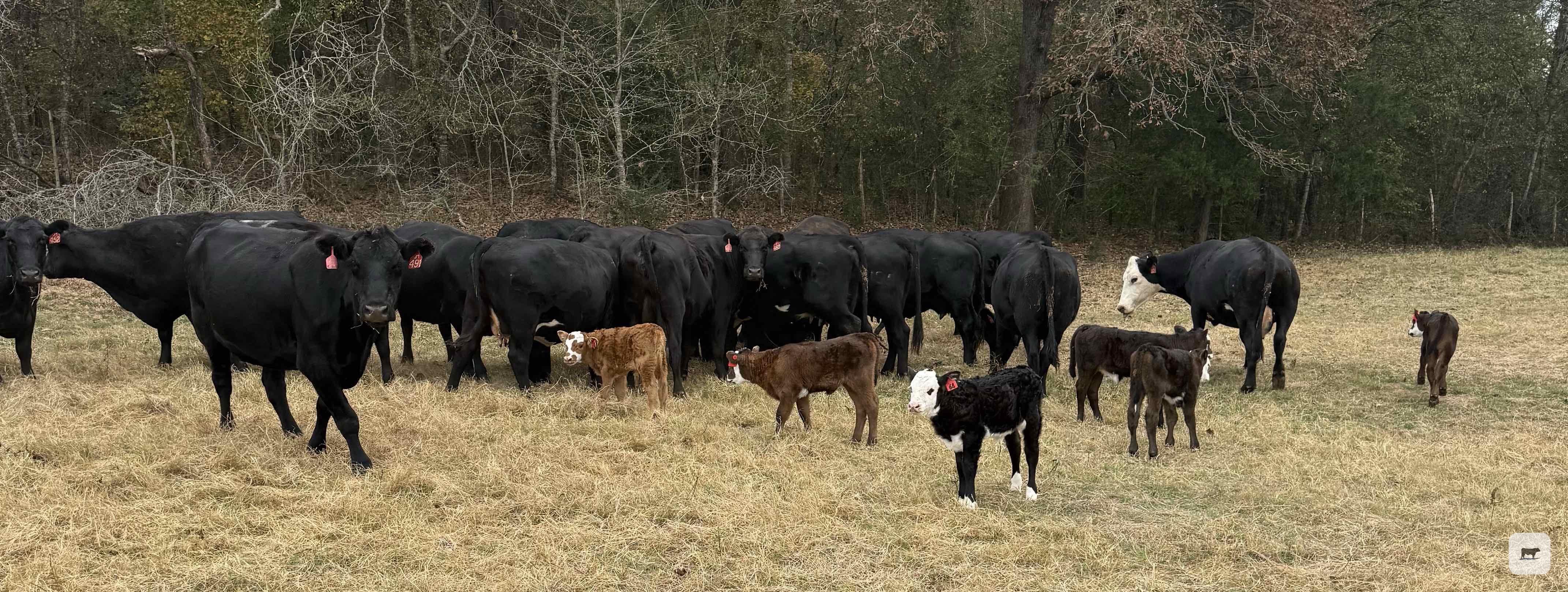 Cattle Range Listing Photo