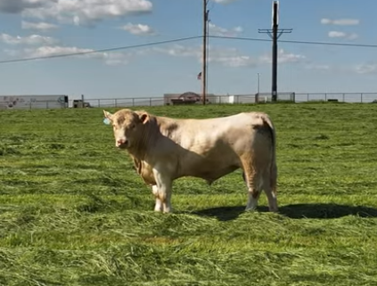 Cattle Range Listing Photo