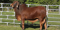 1 Reg. Brahman Bull... Northwest GA