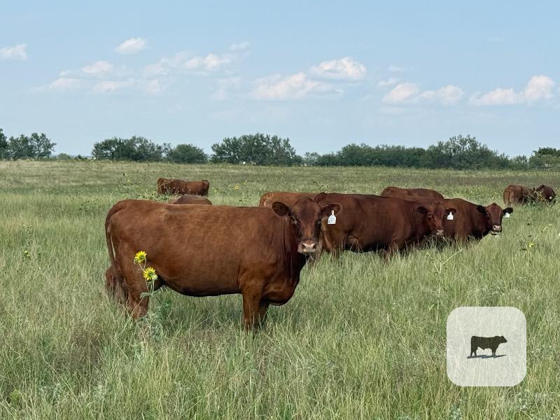 Pasture & Range Conditions as of 8/24/25