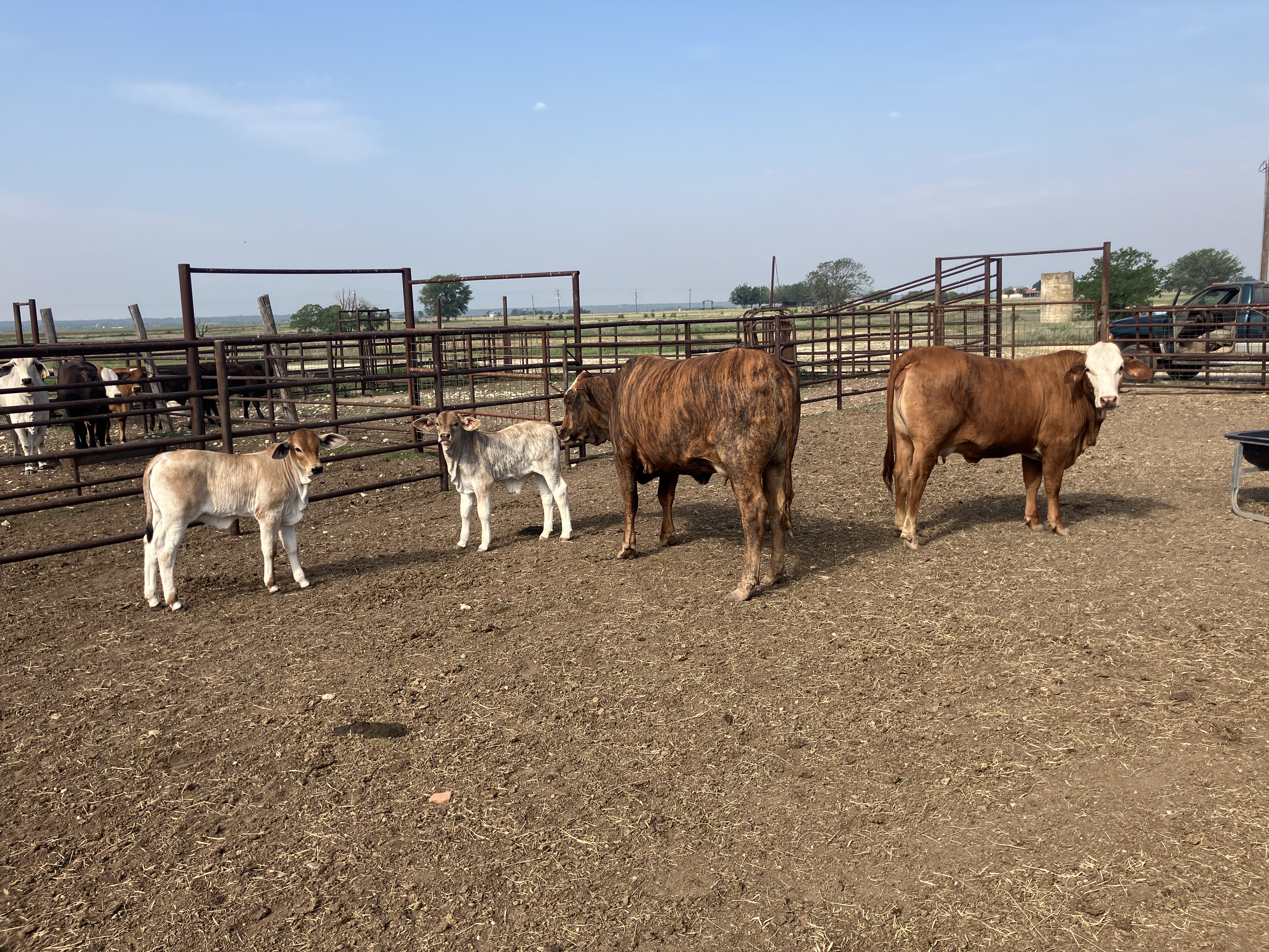 Cattle Range Listing Photo
