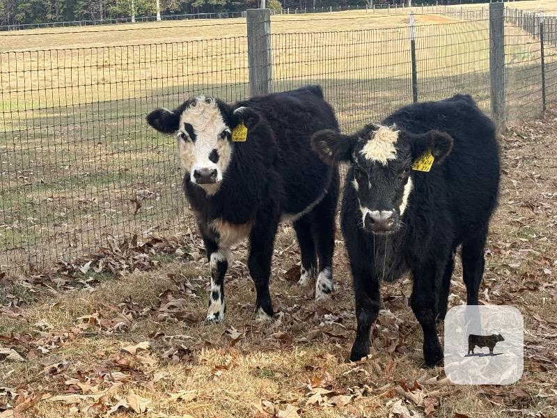 Cattle Range Listing Photo