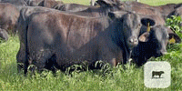 45 F1 Brangus & Brangus Cross Rep. Heifers... Central TX