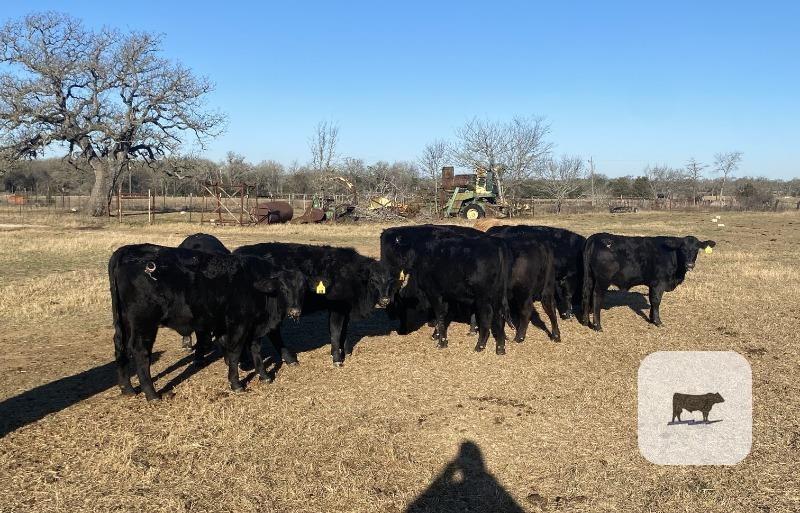 Cattle Range Listing Photo