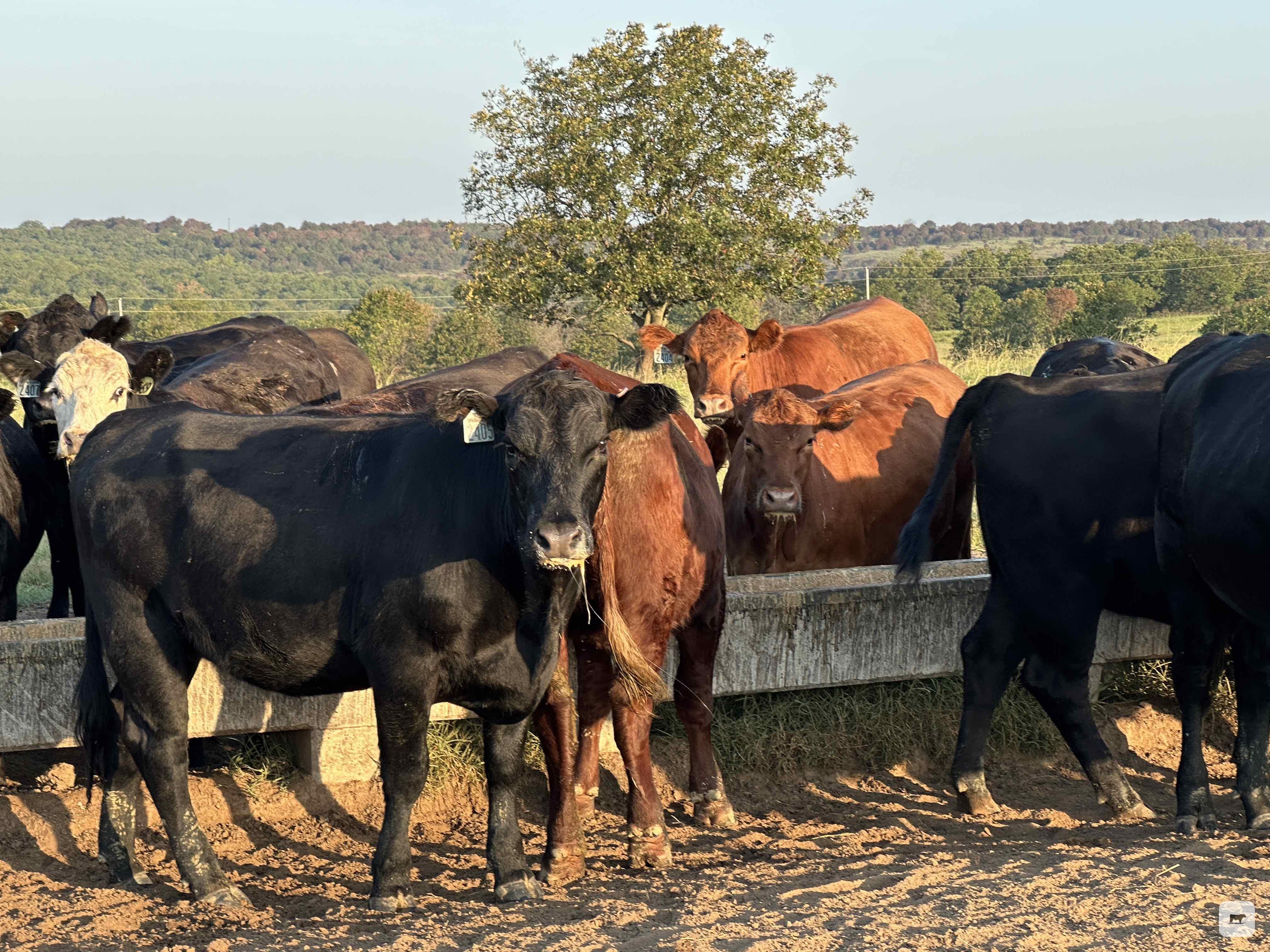Cattle Range Listing Photo