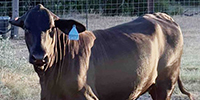 18 Brangus Bred Heifers... South TX