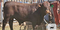 1 Reg. Santa Gertrudis Bull... Central NM
