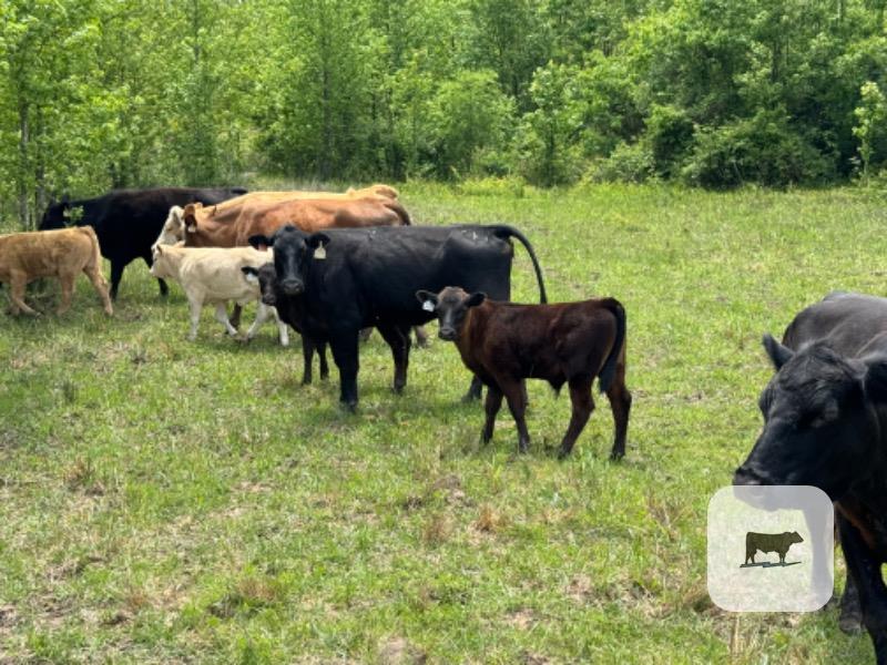 Cattle Range Listing Photo