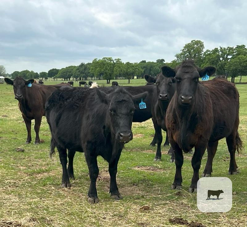 Cattle Range Listing Photo
