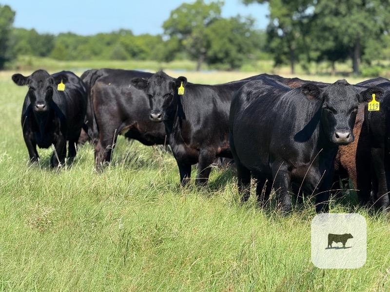 Cattle Range Listing Photo